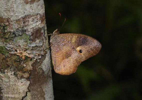 Heteropsis parva male UNS